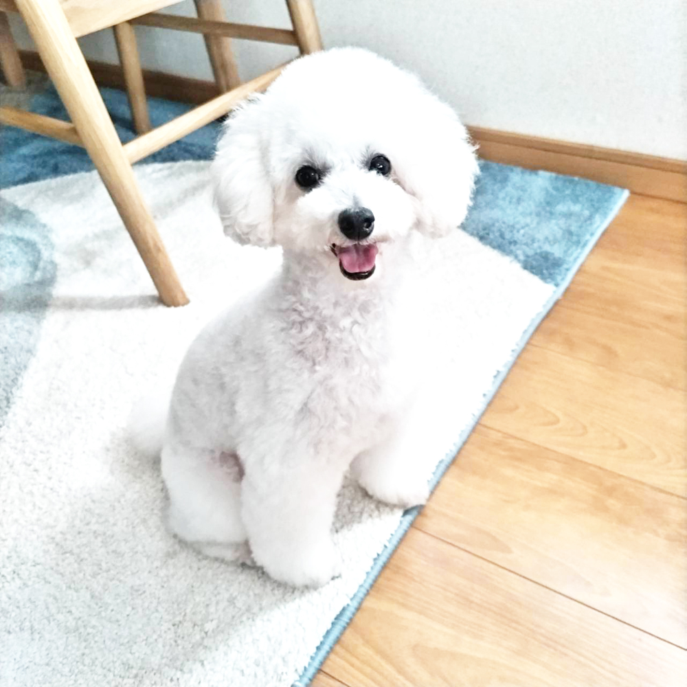 卒業犬ミラちゃんの近況♪